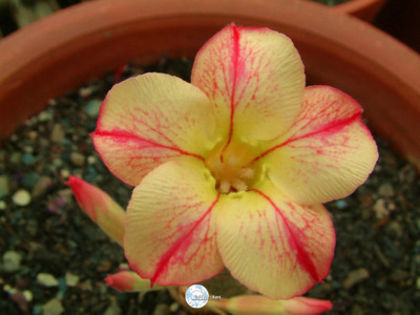 star of yellow dream TERMINATE - ADENIUM cum vor arata