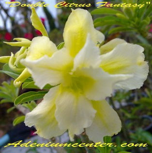 citrus fantasy - ADENIUM cum vor arata