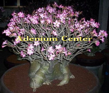 arabicum dwarf black RCN din vara 2015