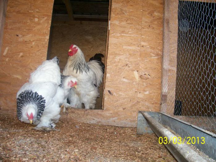 102_1110 - Brahma hd 2013