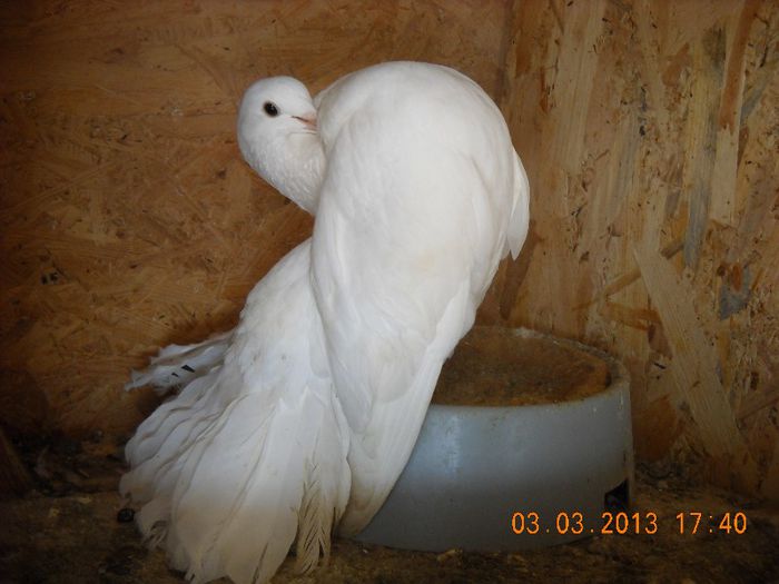 mascul 2012 03.03.2013