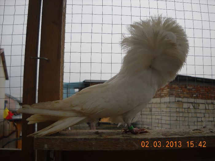 mascul 2011 - 01.03.2013