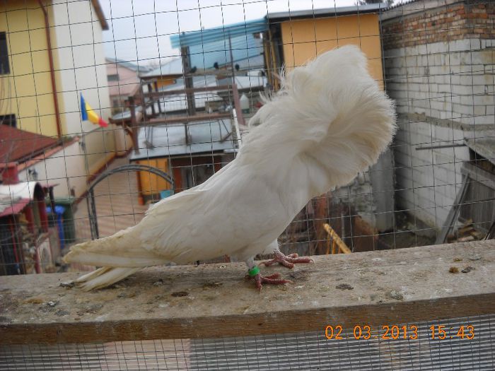 mascul 2011 - 01.03.2013