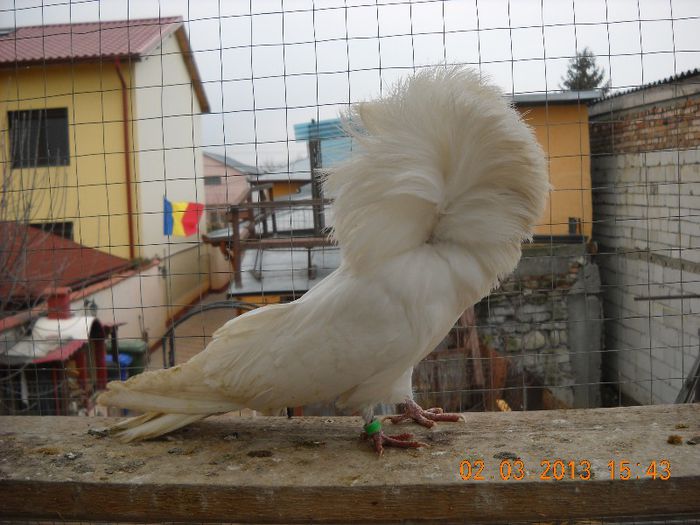 mascul 2011 - 01.03.2013