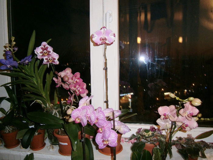 Detaliu 4 balcon - Reinfloriri orhidee 2013