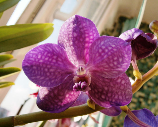 P3030015 - Reinfloriri orhidee 2013
