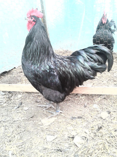 cocos australorp campion(2013)-poza 2 - C- gaini rasa AUSTRALORP              -matca 1 din mai 2012  provenienta Germania