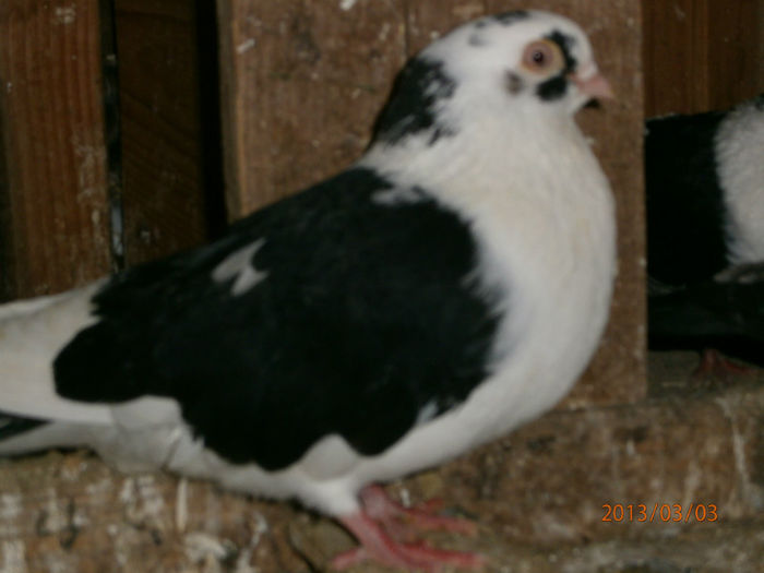 P3030684