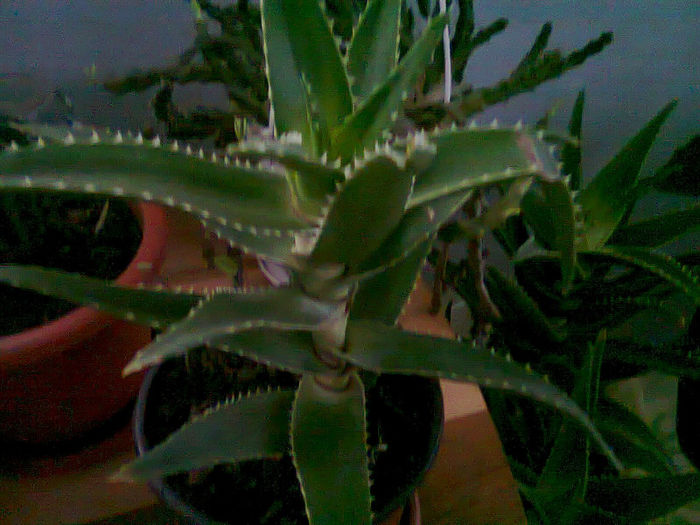 Picture 026 ALOE - FLORI