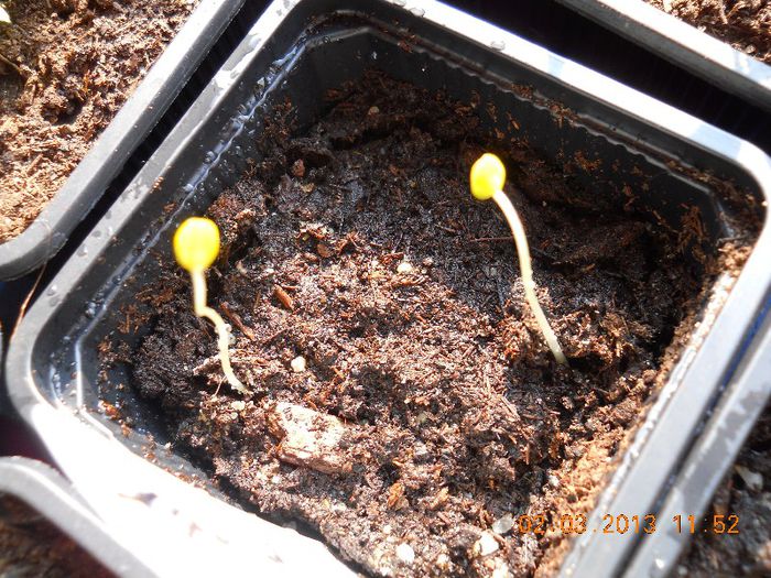 DSCN0314; Plantute acestea m-au uimit, le-am semanta pe 25 februarie iar pe 2 martie cand le-am verificat erau deja de cative cm lungime, se lungisera dupa lumina.
