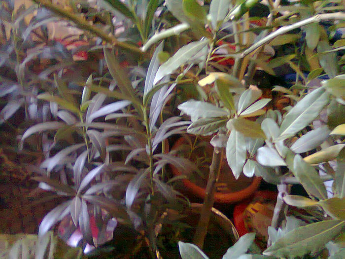 Picture 062 - FLORI