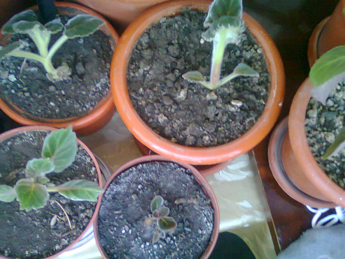 Picture 071 - FLORI