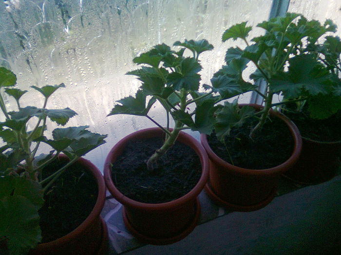 Picture 076 - FLORI
