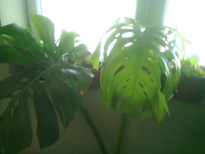 Picture 084