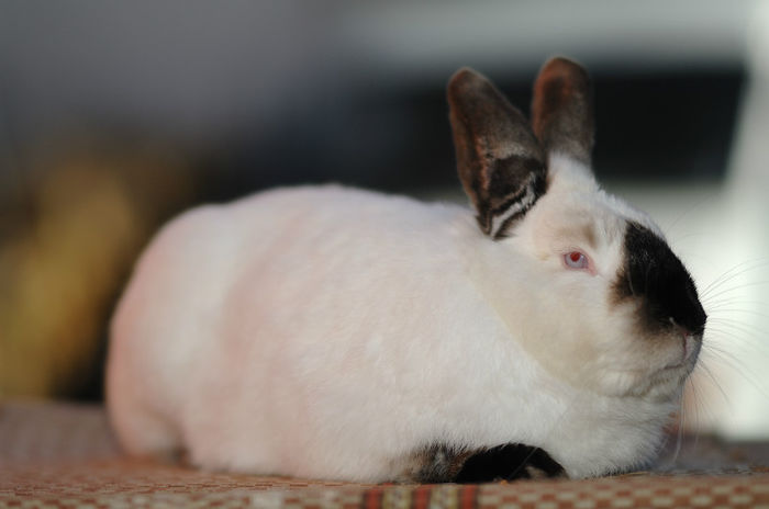 DUM_1316 - Mascul Californian