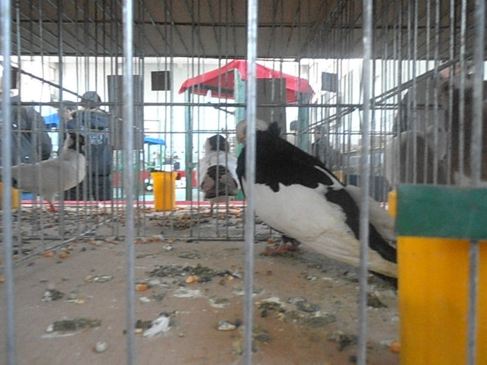 P3030132 - POZE EXPO IASI 03 2013