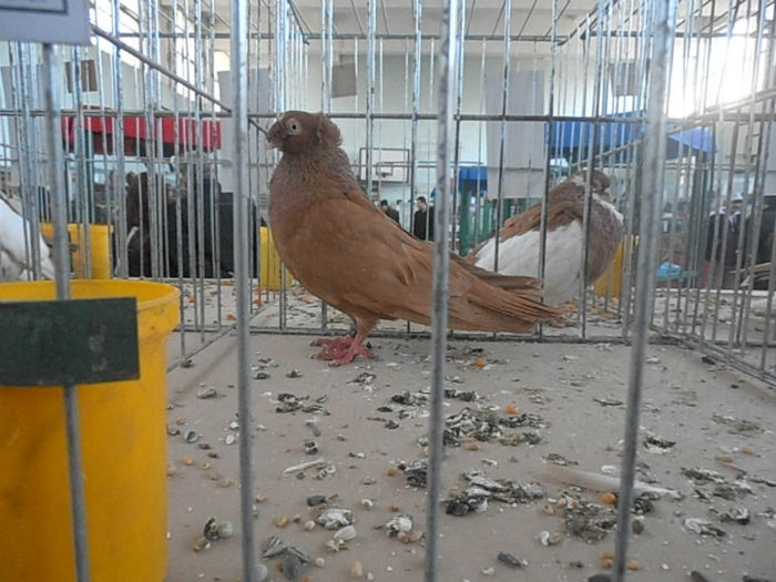 P3030133 - POZE EXPO IASI 03 2013