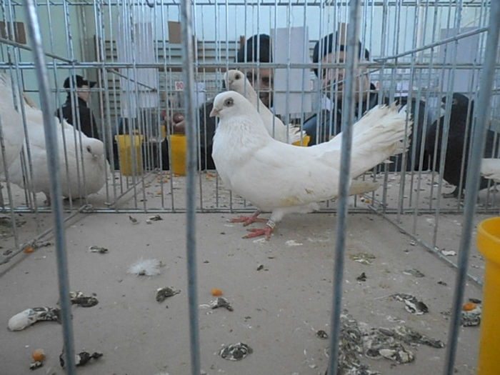 P3030135 - POZE EXPO IASI 03 2013