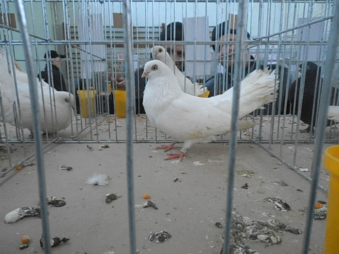 P3030136 - POZE EXPO IASI 03 2013