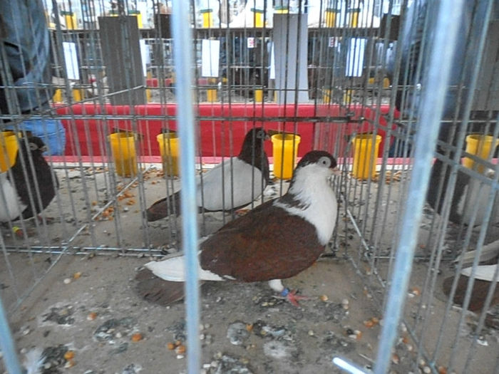 P3030138 - POZE EXPO IASI 03 2013