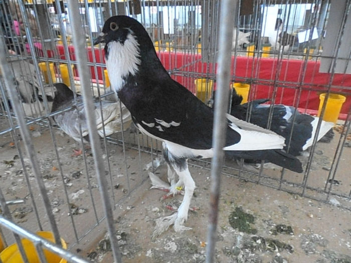 P3030141 - POZE EXPO IASI 03 2013