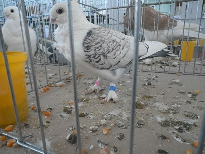 P3030144 - POZE EXPO IASI 03 2013