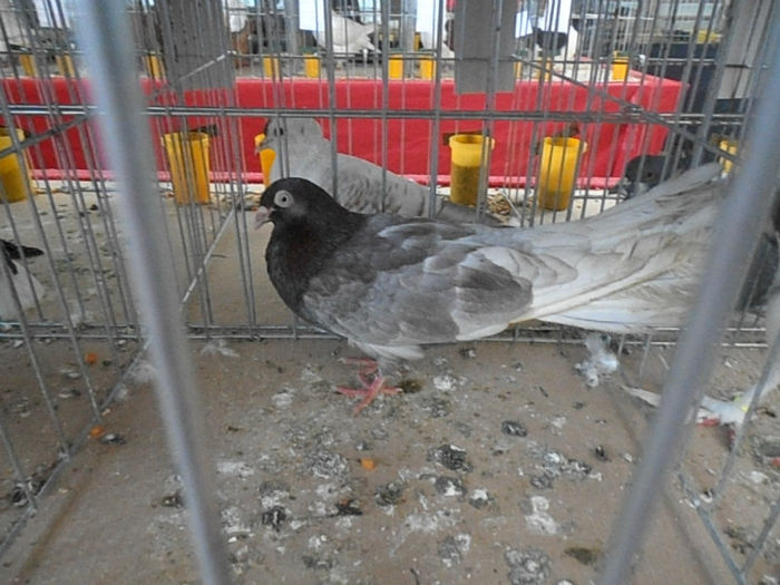 P3030145 - POZE EXPO IASI 03 2013