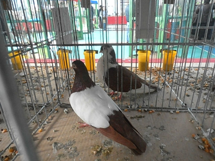 P3030303