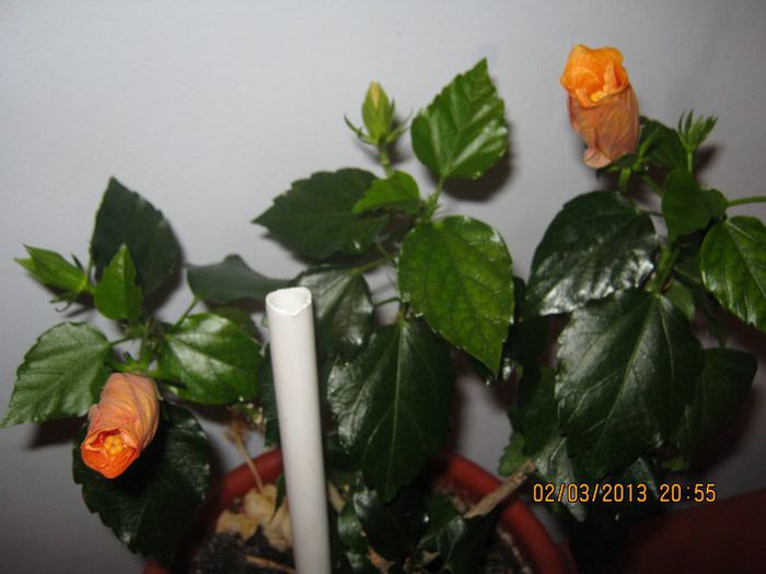 IMG_0824 - Florile mele martie