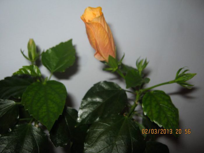 IMG_0827 - Florile mele martie
