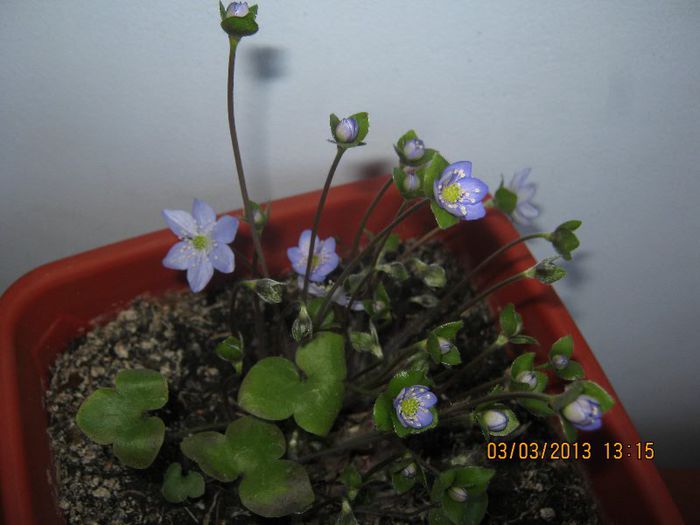 IMG_0836 - Florile mele martie