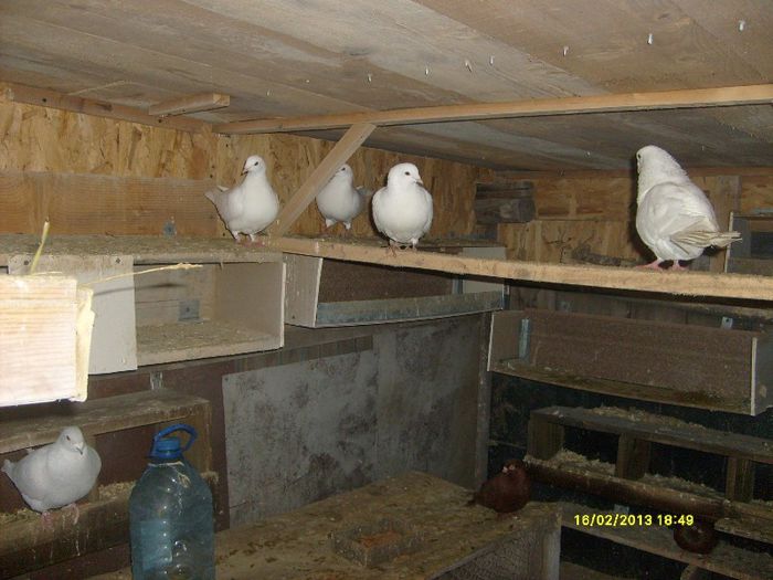 S6301049 - Nu sunt de rasa dar imi plac foarte mult porumbei albi