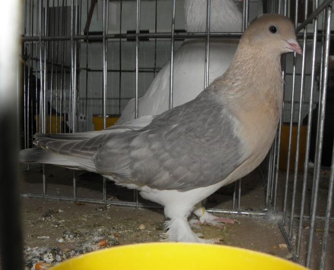 P3030194 - expo iasi 2013