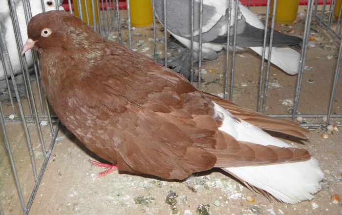 P3030219 - expo iasi 2013