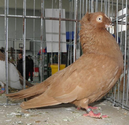 P3030225 - expo iasi 2013