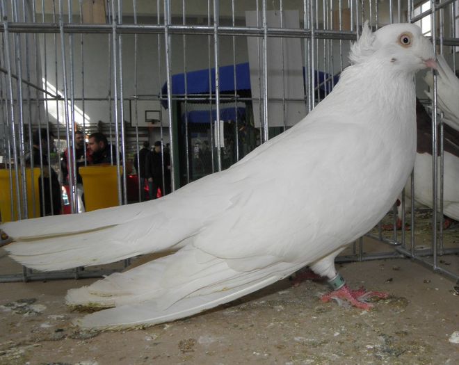 P3030230 - expo iasi 2013