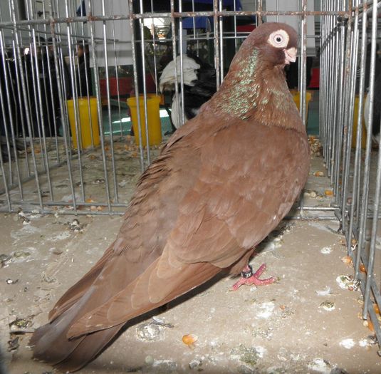 P3030232 - expo iasi 2013