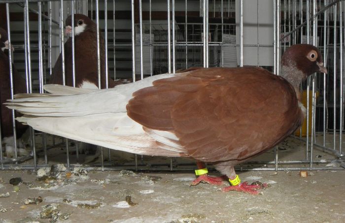 P3030255 - expo iasi 2013