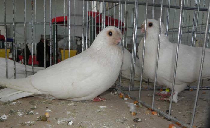 P3030242 - expo iasi 2013