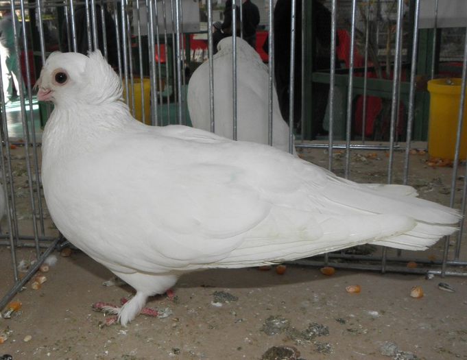 P3030243 - expo iasi 2013