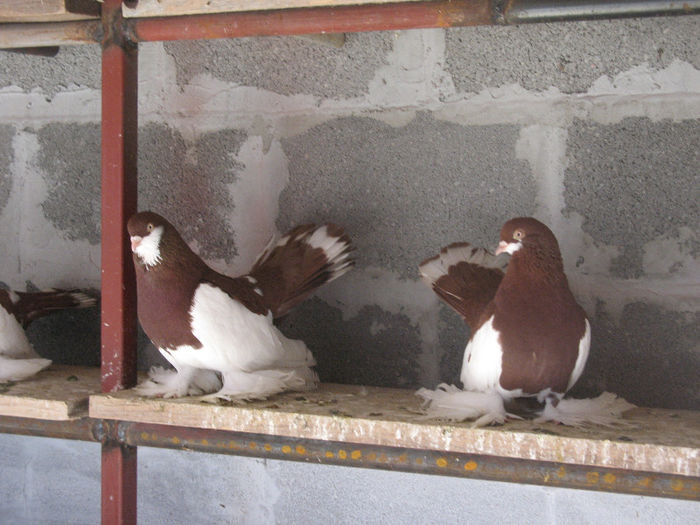 IMG_0165 - 3 JUCATORI DE WOLGA