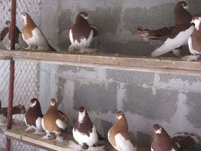 IMG_0167 - 3 JUCATORI DE WOLGA