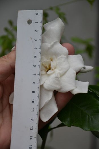 DSC_0765 - Gardenia - Jasminoidis floare mare altoita