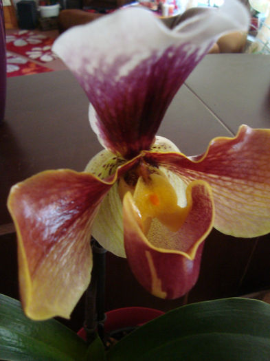 paphiopedilum