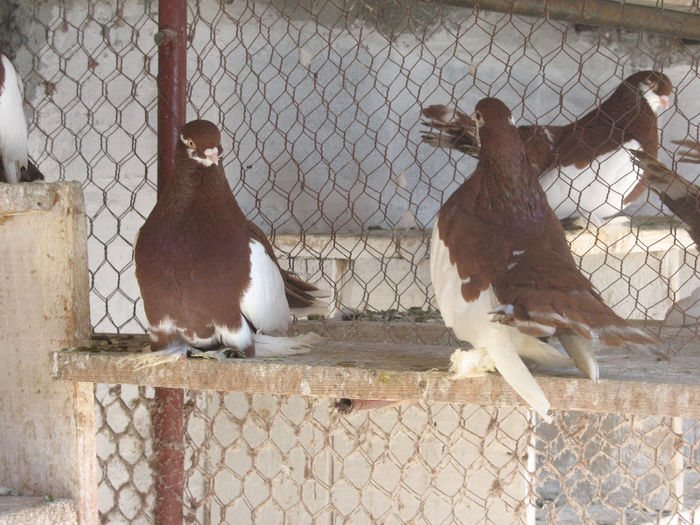 IMG_0134 - 3 JUCATORI DE WOLGA