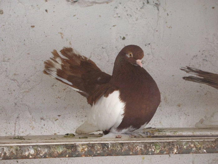 IMG_0137 - 3 JUCATORI DE WOLGA