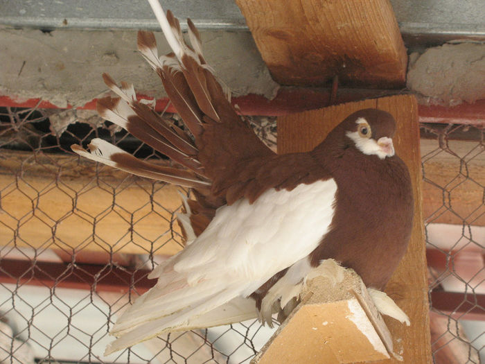 IMG_0138 - 3 JUCATORI DE WOLGA