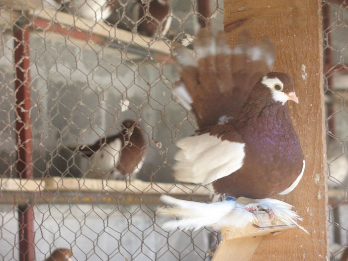 IMG_0141 - 3 JUCATORI DE WOLGA