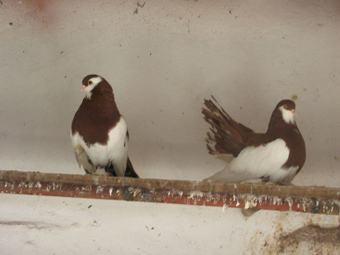 IMG_0146 - 3 JUCATORI DE WOLGA