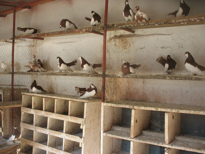 IMG_0151 - 3 JUCATORI DE WOLGA